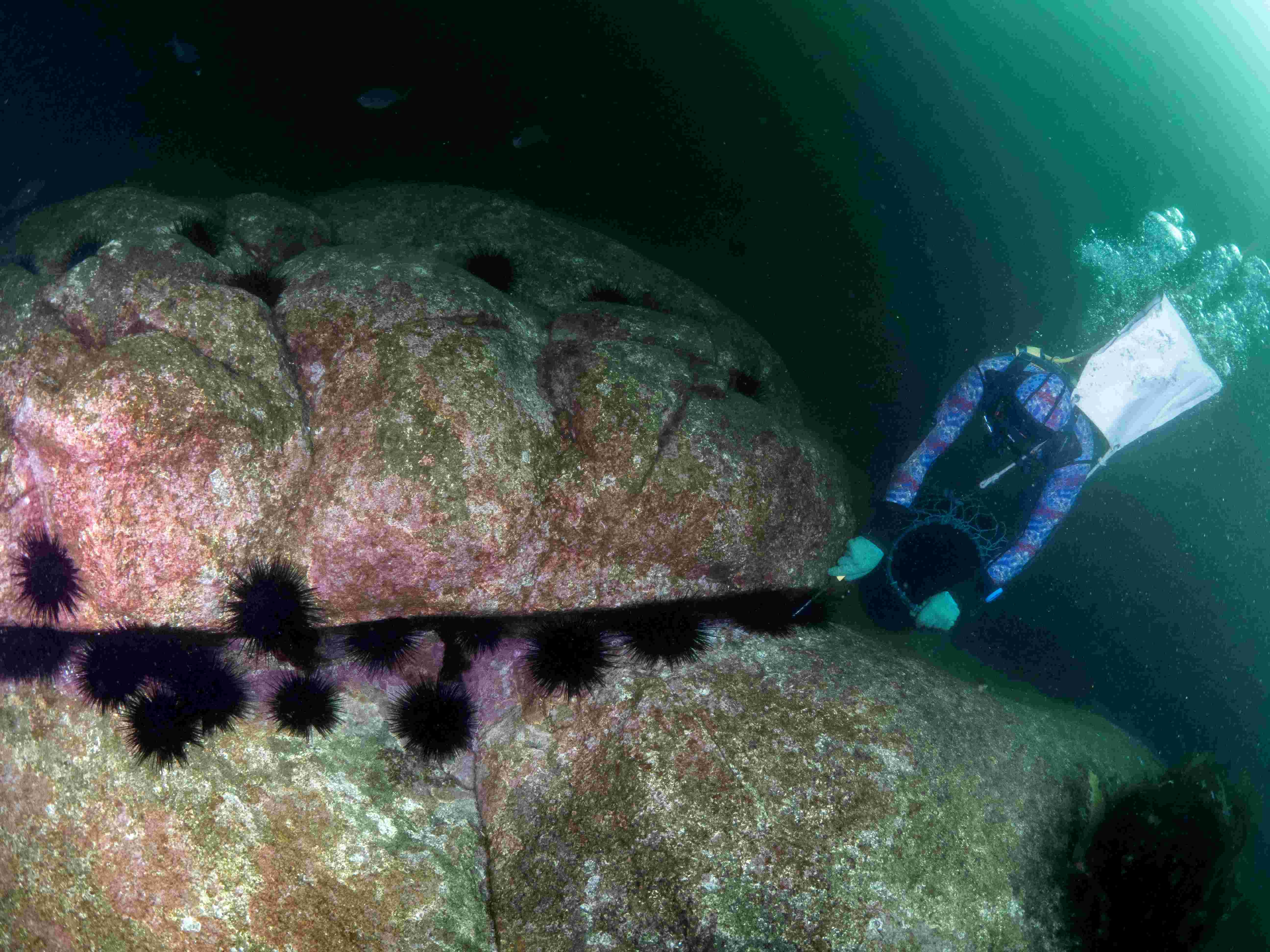 Commercial diver with urchins