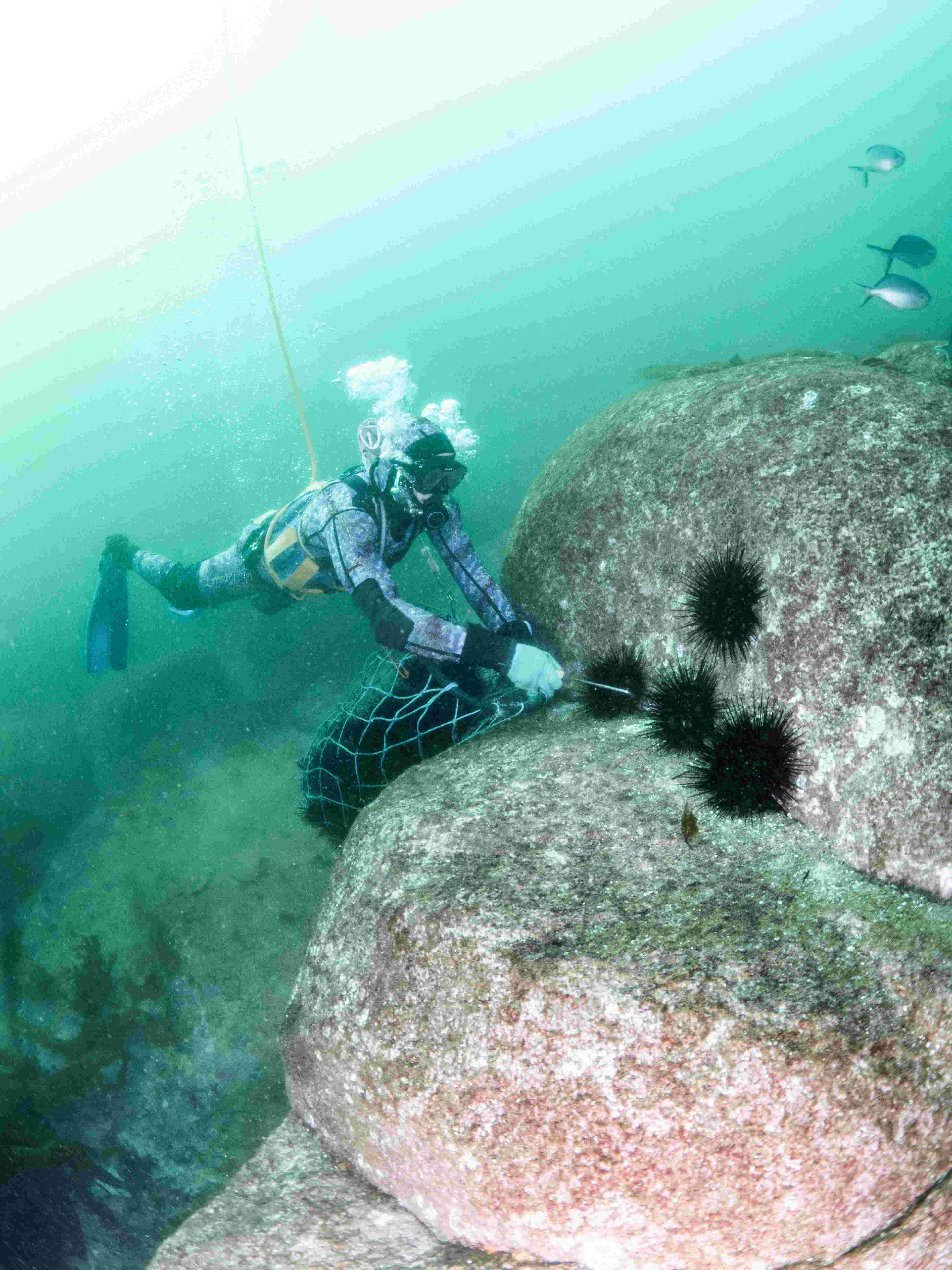 Commercial diver with urchins