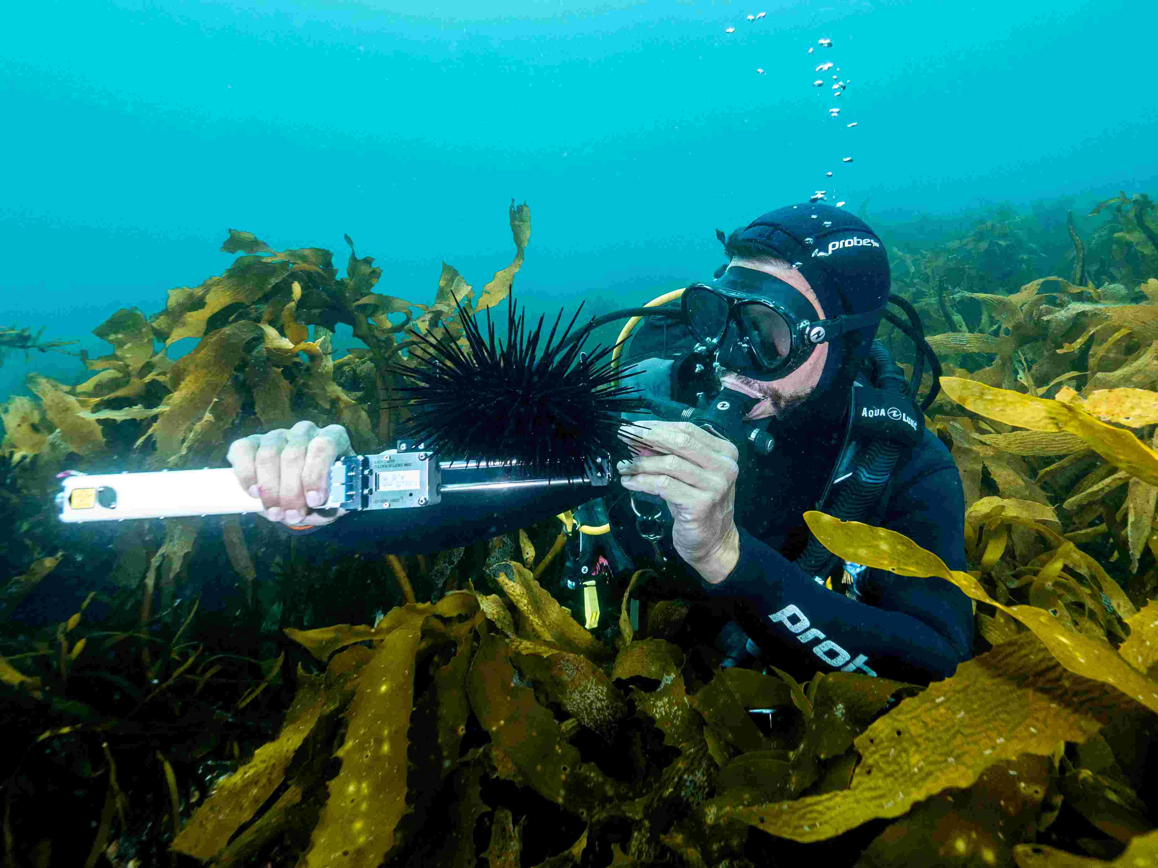 Diver measuring urchins