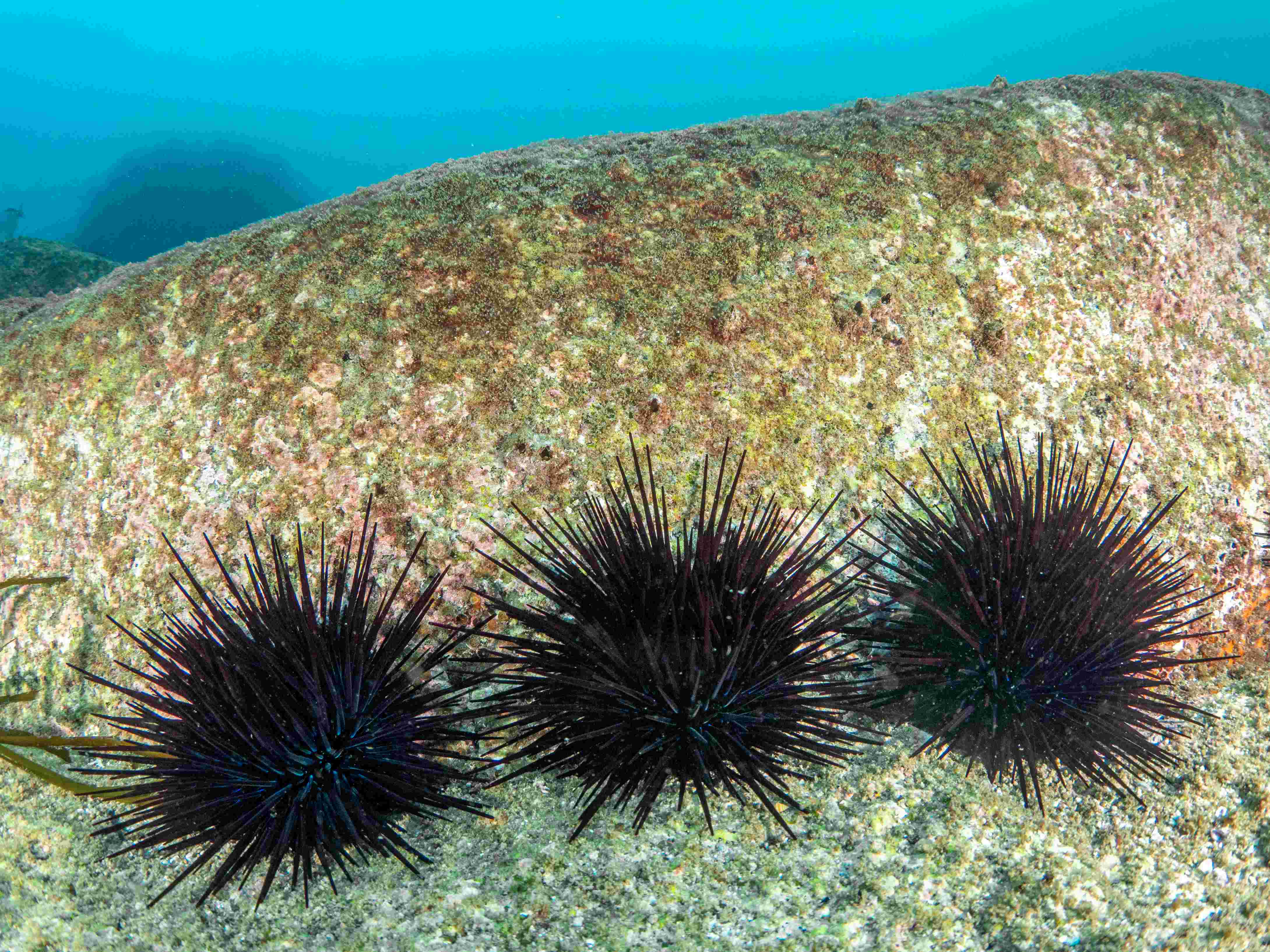 Urchins