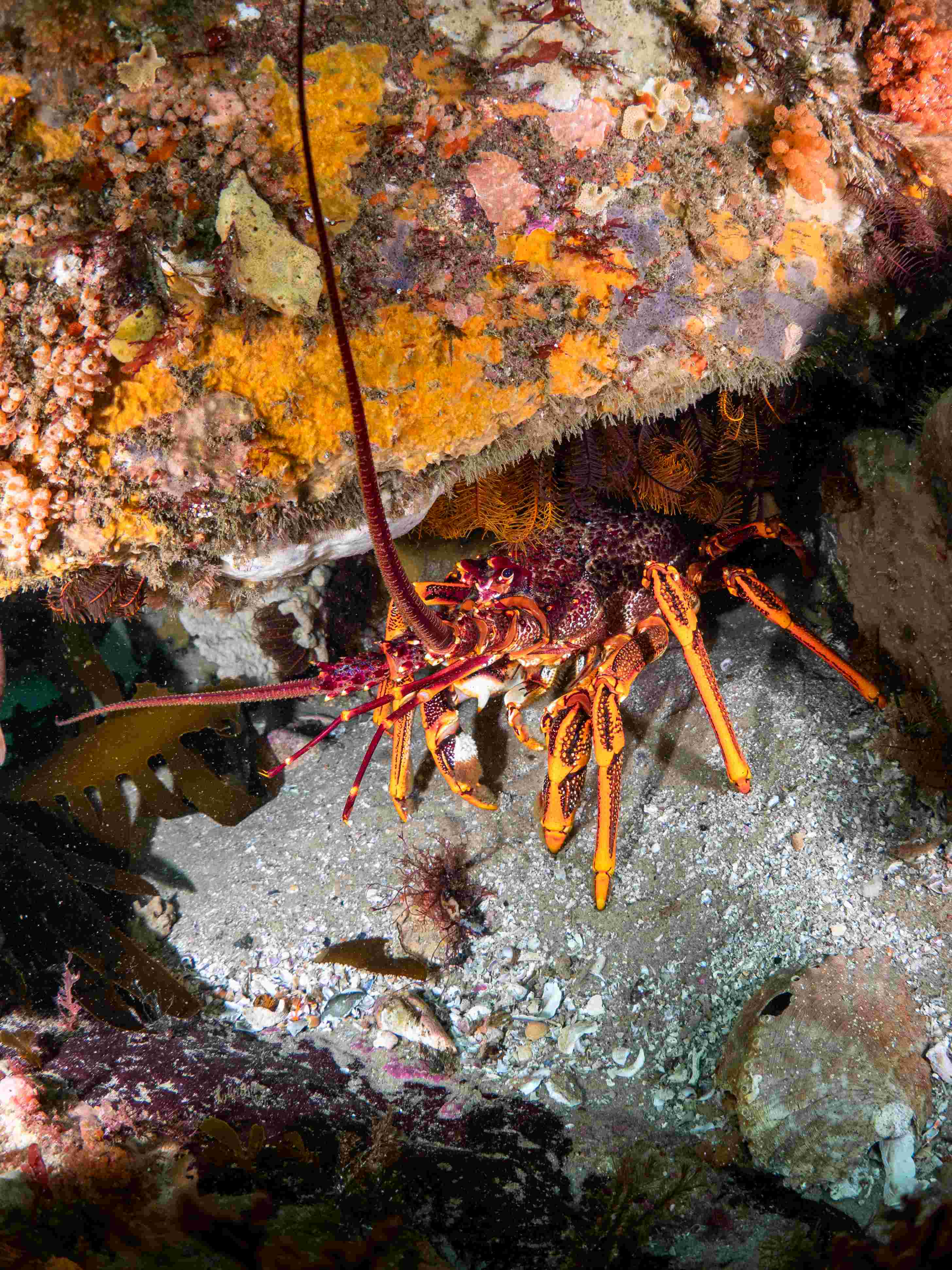Diver measuring urchins