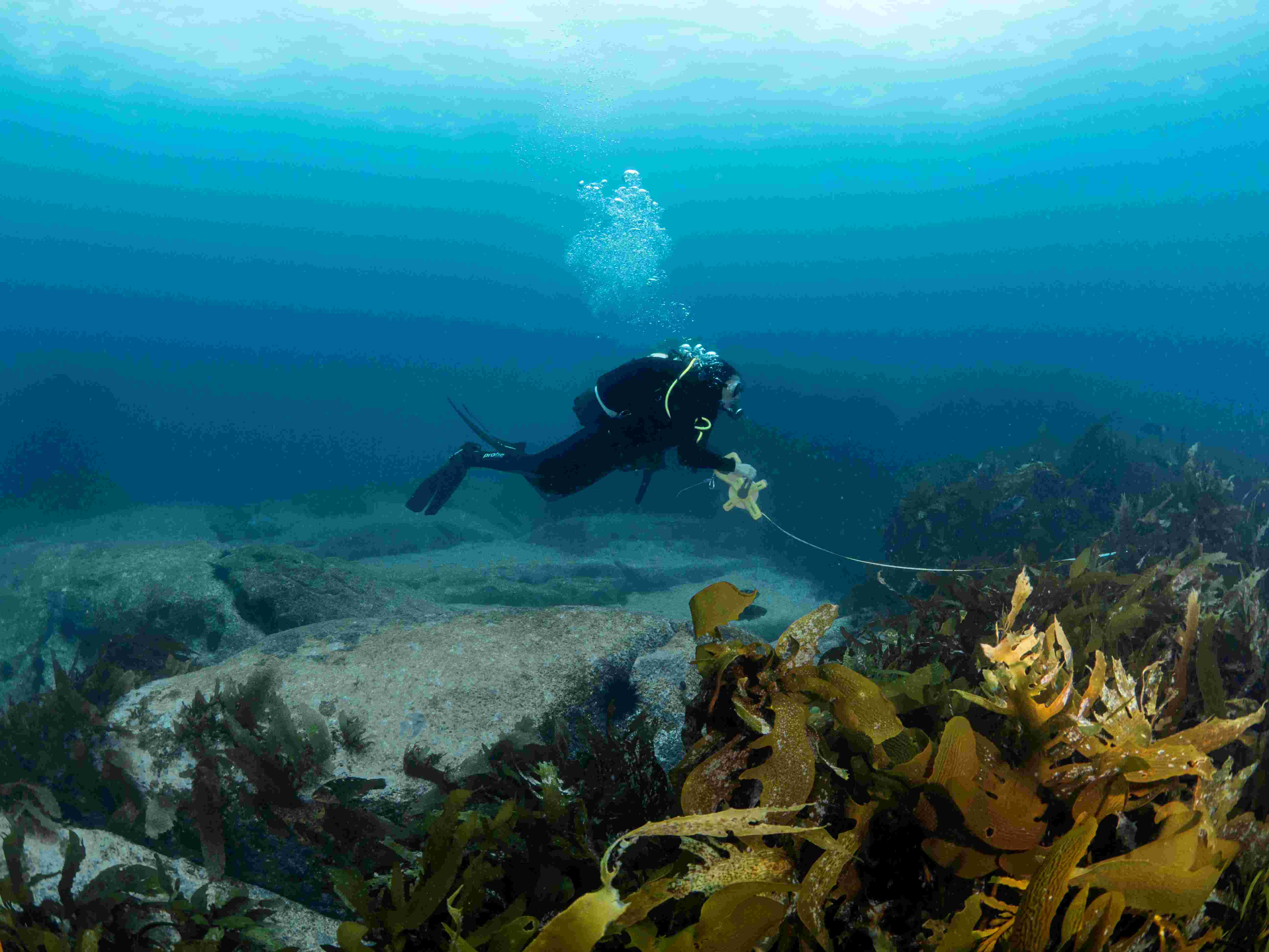 Diver near barren/kelp