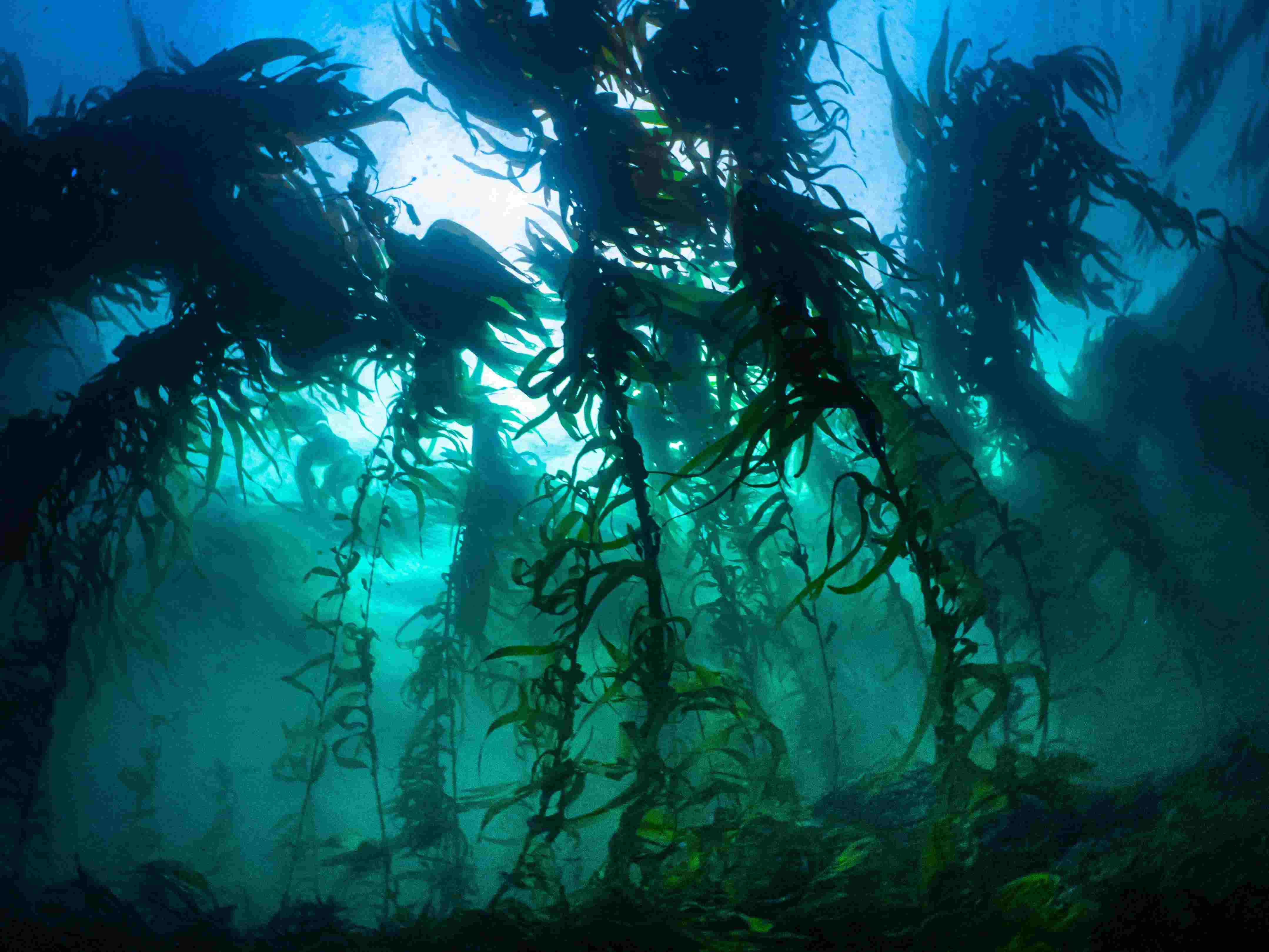 Kelp forest