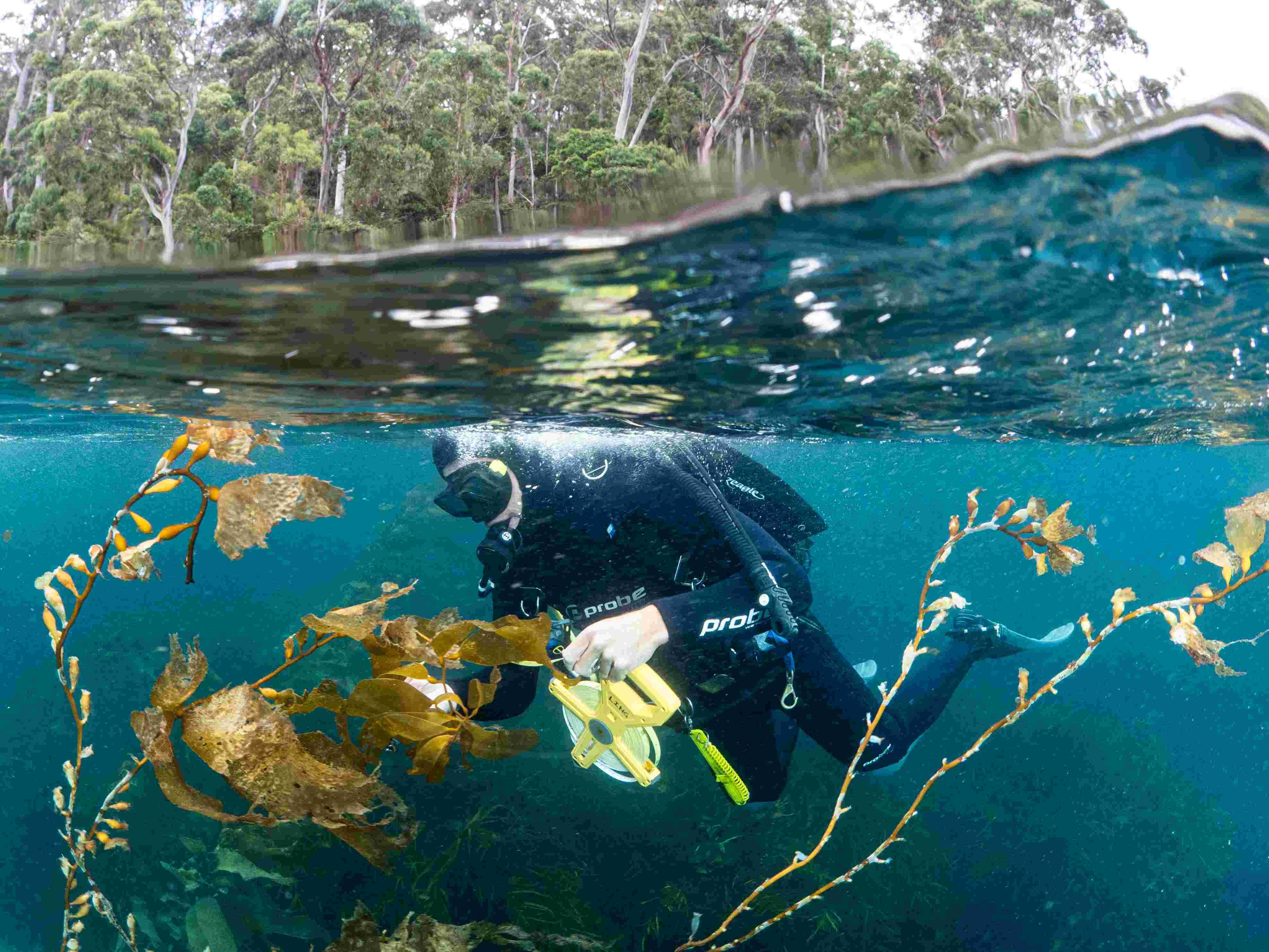 Diver measuring urchins