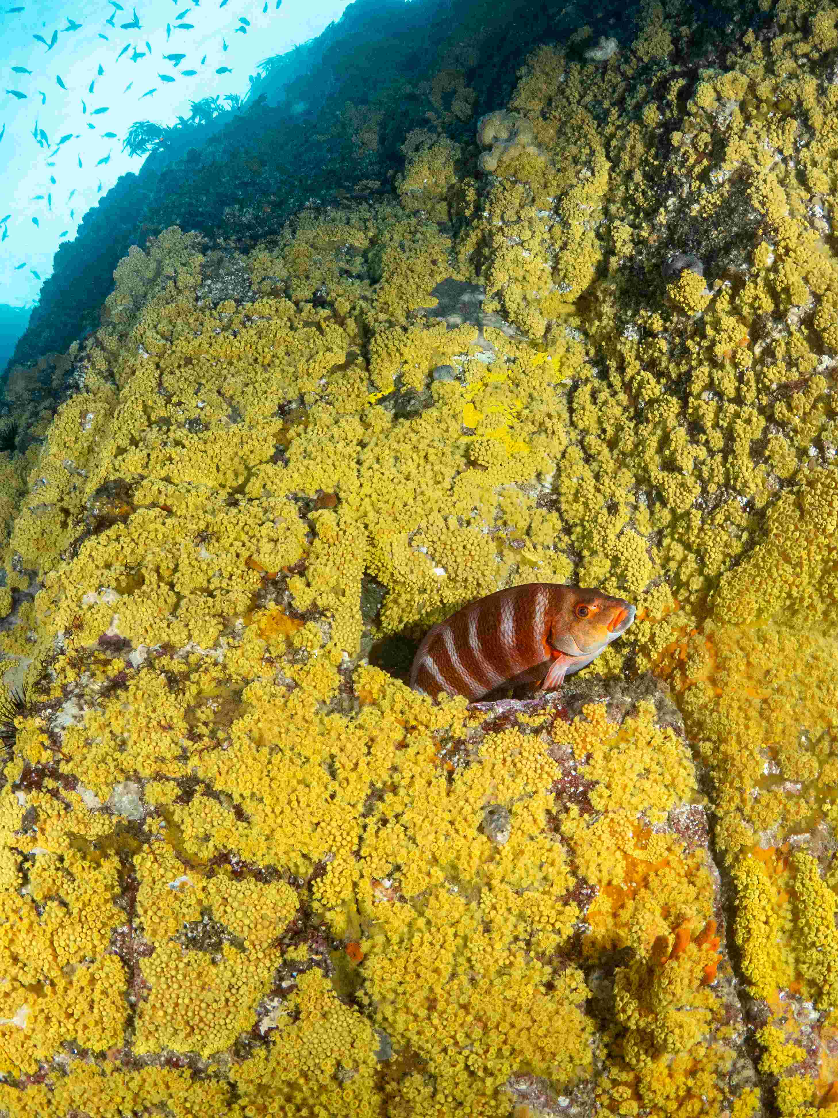 Commercial diver with urchins