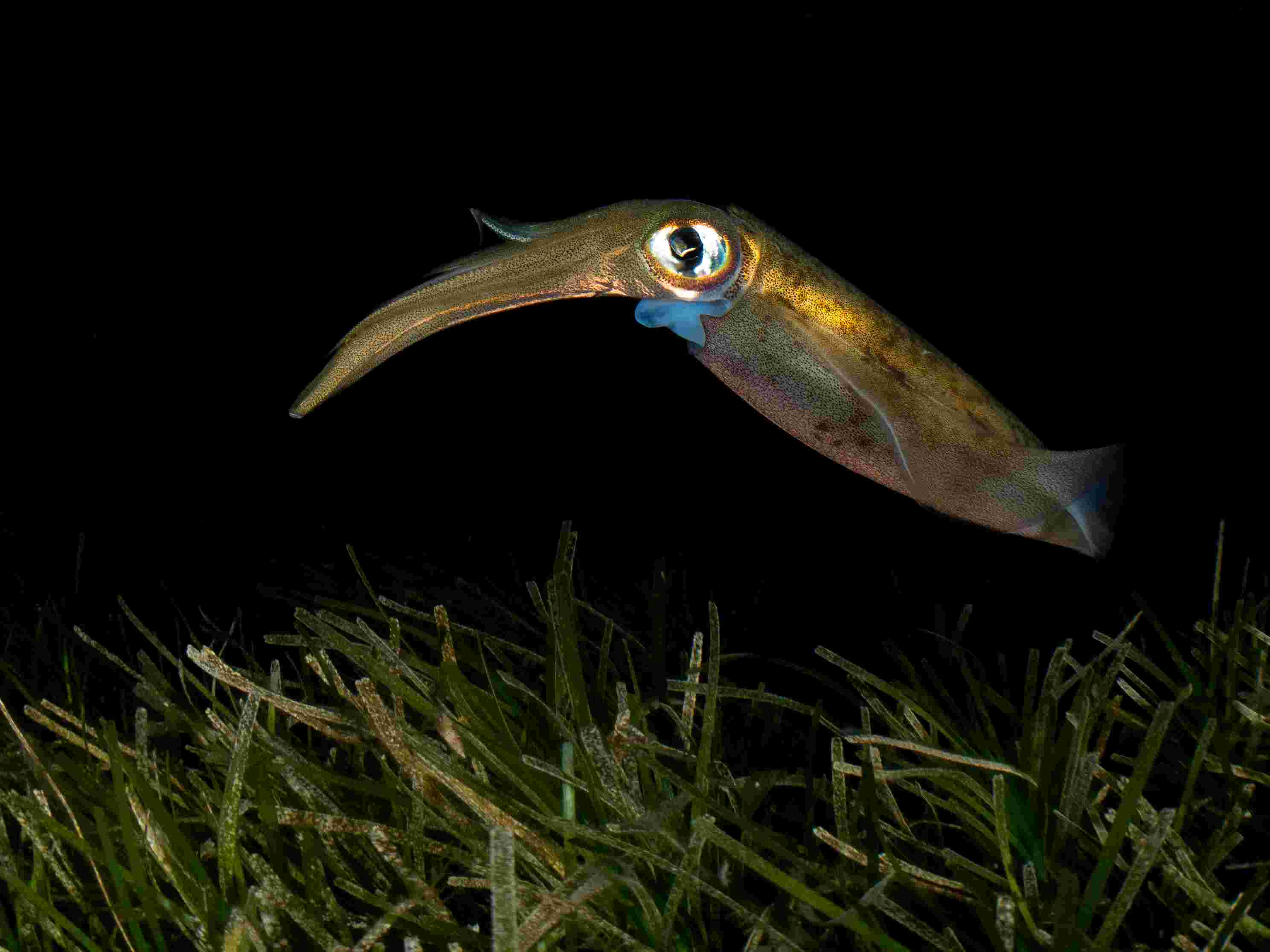 Commercial diver with urchins