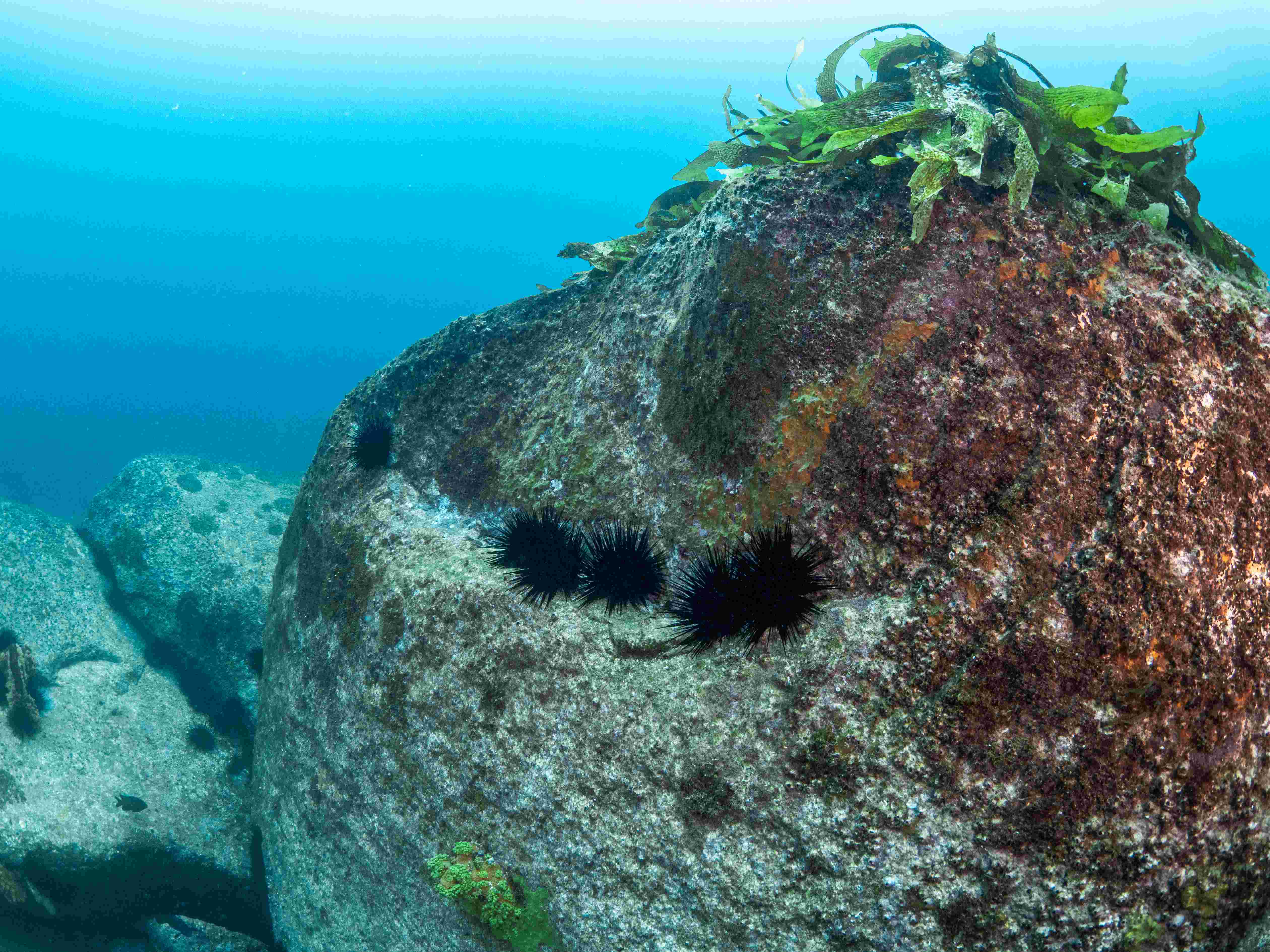 Commercial diver with urchins